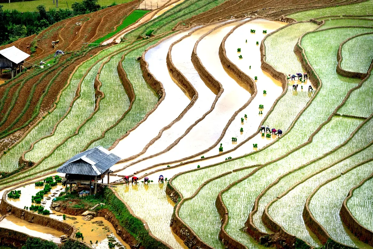 Innovation en riziculture : performances du SRI et SRT