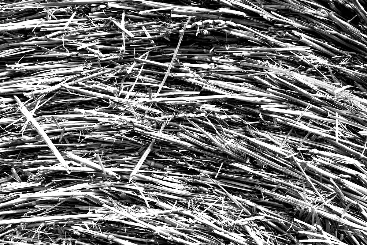 Performances techniques des ateliers de sirop à Gros Morne