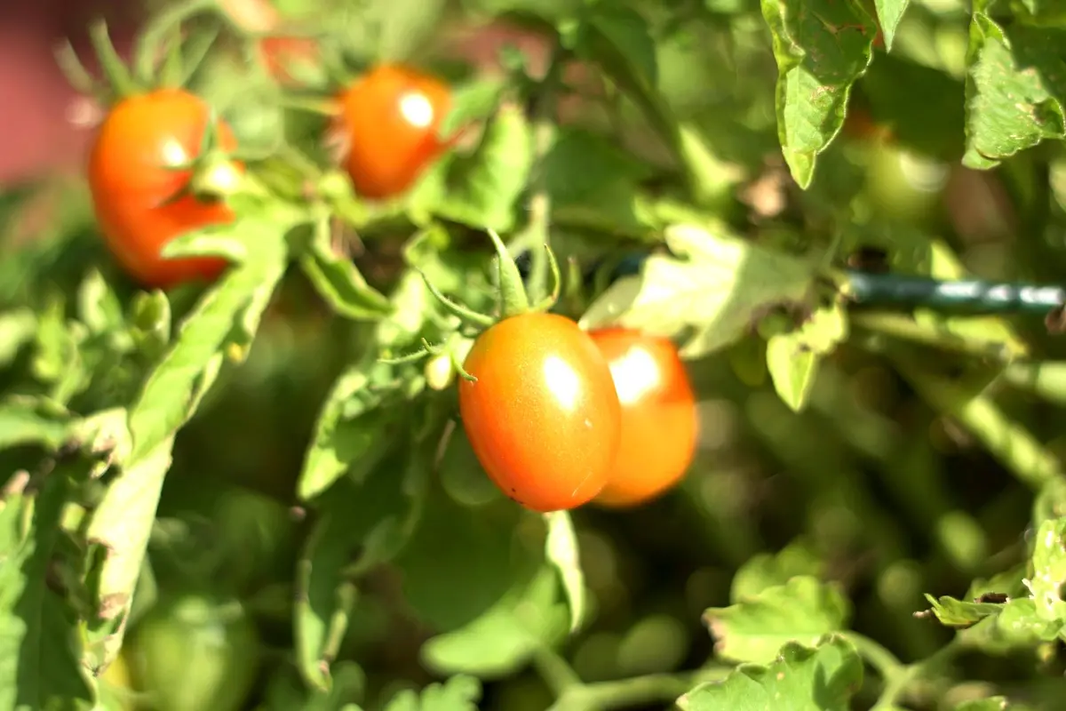 Technologies innovantes pour la culture de la tomate