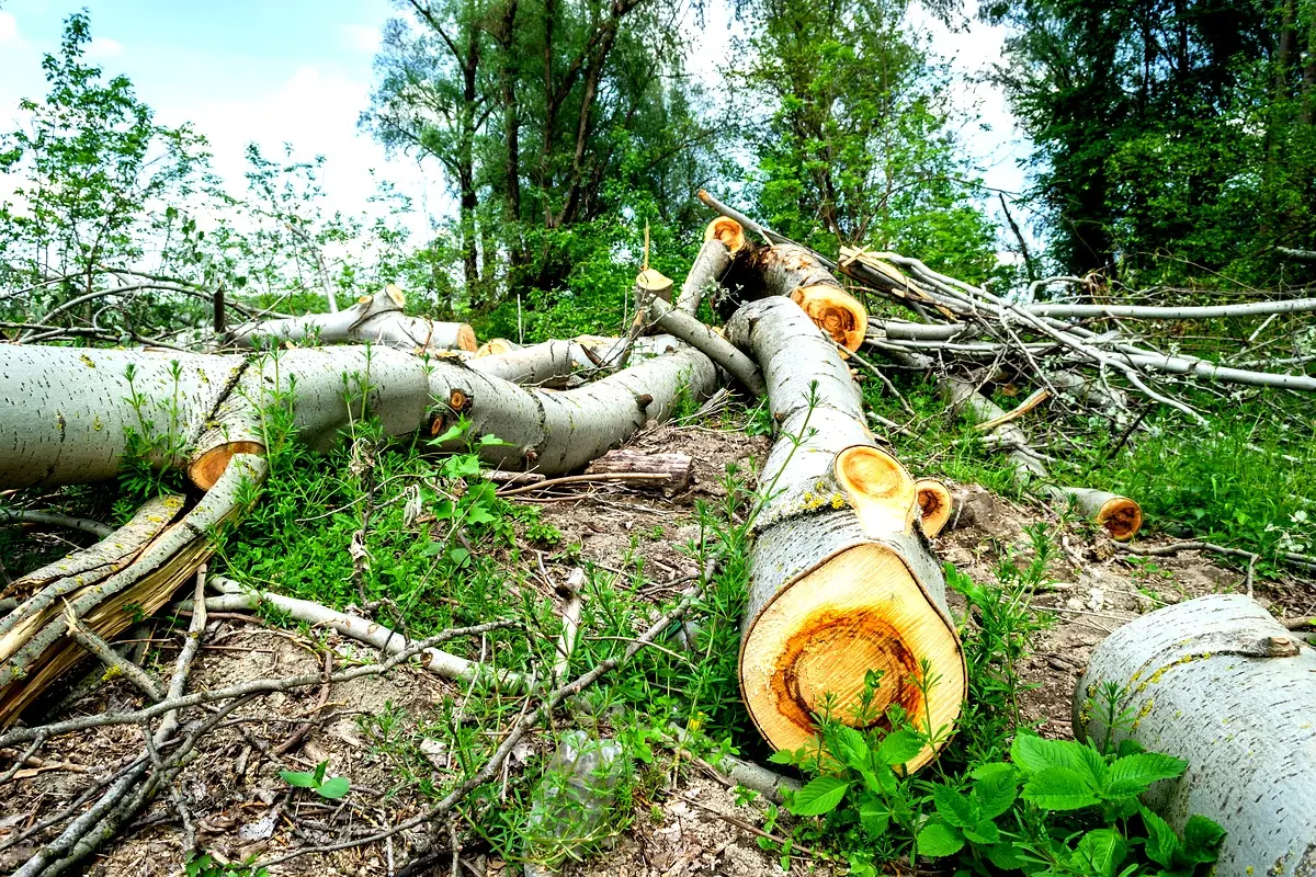 Implications politiques de la gestion foncière en Haïti